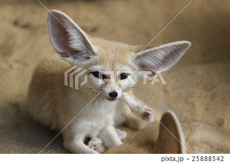 フェネック 25888542