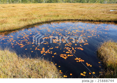 秋の尾瀬 上田代付近の池塘 秋の尾瀬 上田代付近の池塘 25888744