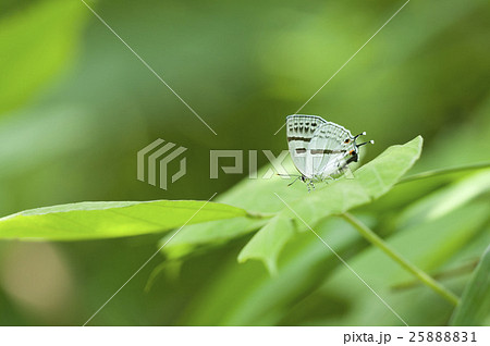 ミズイロオナガシジミ 25888831