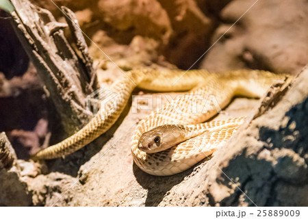 golden spitting cobra crawling on rock golden spitting cobra crawling on rock 25889009