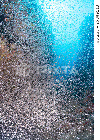 スカシテンジクダイの群れ スカシテンジクダイの群れ 25889113