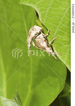 ヒメシロコブゾウムシ ヒメシロコブゾウムシ 25889401