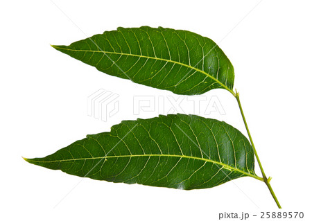 Margosa, nim or neem tree, genus Melia leaf 25889570