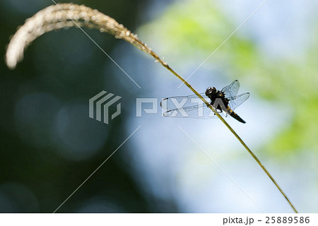 オオシオカラトンボ 25889586