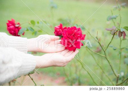 薔薇 女性 薔薇 女性 25889860