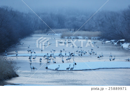 霧と樹氷に囲まれたねぐらから飛び立つ鶴 霧と樹氷に囲まれたねぐらから飛び立つ鶴 25889971