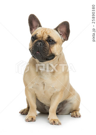 Beautiful french bulldog dog Beautiful french bulldog dog 25890380