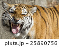 虎 25890756