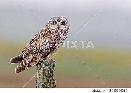Perched Short-eared Owl, Asio flammeus, Orkney 25890852