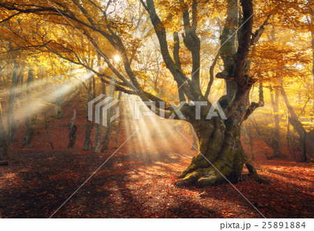 Magical old tree. Autumn forest in fog Magical old tree. Autumn forest in fog 25891884