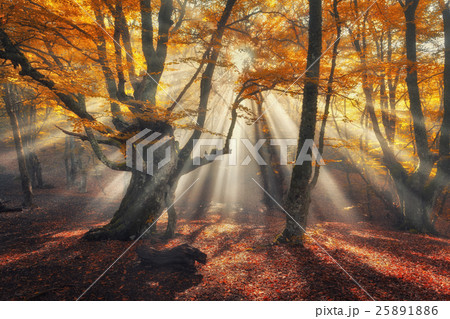 Autumn forest in fog with sun rays. Magical  trees Autumn forest in fog with sun rays. Magical  trees 25891886