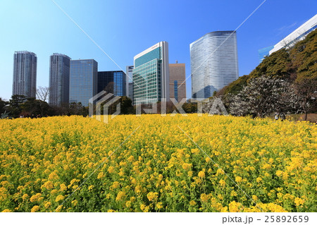 浜離宮恩賜庭園の菜の花畑と汐留高層ビル群 25892659
