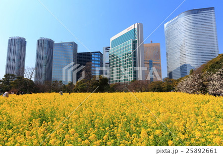 浜離宮恩賜庭園の菜の花畑と汐留高層ビル群 浜離宮恩賜庭園の菜の花畑と汐留高層ビル群 25892661