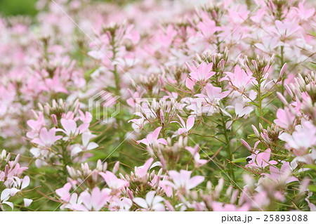 クレオメの花畑 25893088