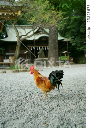 神社の鶏 神社の鶏 25893673