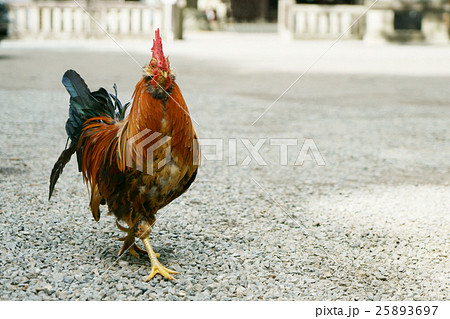 神社の鶏 25893697