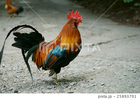 神社の鶏 神社の鶏 25893701