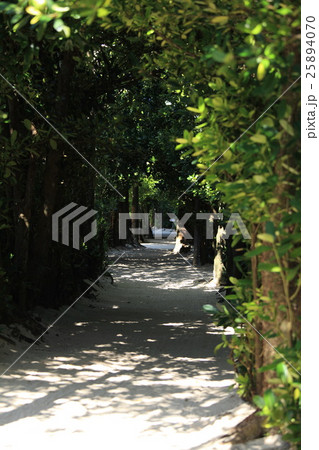 備瀬のフクギ並木 備瀬のフクギ並木 25894070