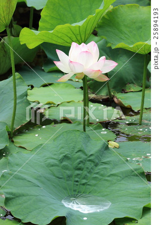 舞鶴公園の蓮 25894193