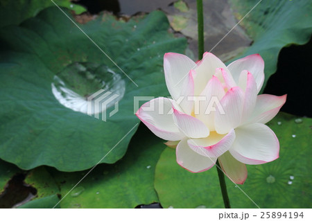 舞鶴公園の蓮 25894194