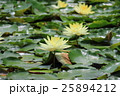 舞鶴公園の蓮 25894212