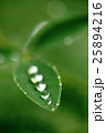 しずく 25894216