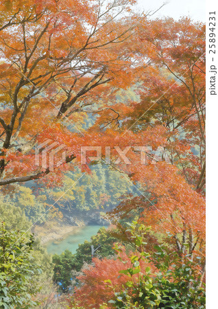 京都嵐山紅葉のイラスト素材