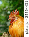 神社の鶏 25894431