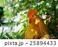 神社の鶏 25894433