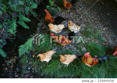 神社の鶏 25894436