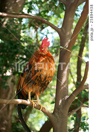 神社の鶏 神社の鶏 25894438