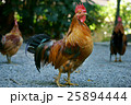 神社の鶏 25894444