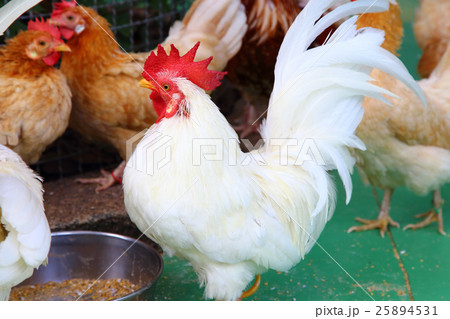 ニワトリ 25894531
