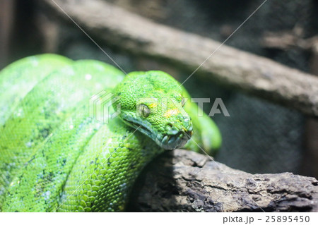Green Python, snake 25895450
