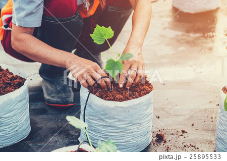 close up hand woman sowing cucumber plant 25895533