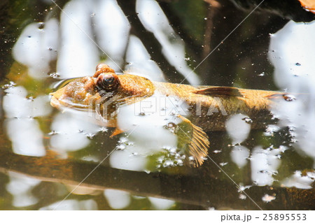 Mudskipper, Amphibious fish 25895553