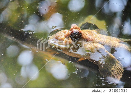Mudskipper, Amphibious fish 25895555