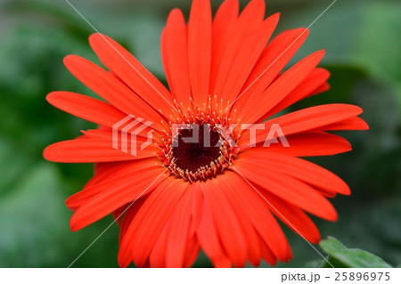 ガーベラ 25896975