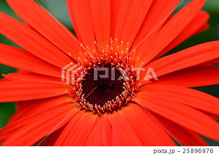 ガーベラ ガーベラ 25896976