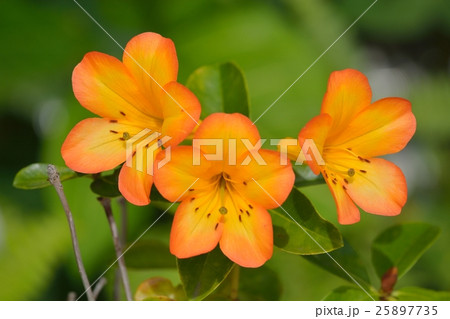 ビレア(マレーシアシャクナゲ) ビレア(マレーシアシャクナゲ) 25897735