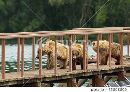 Three little brown bear cub on fence to account 25898899