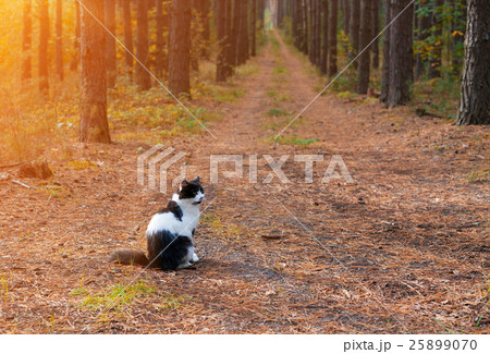 Black and white cat sitting in the pine forest Black and white cat sitting in the pine forest 25899070