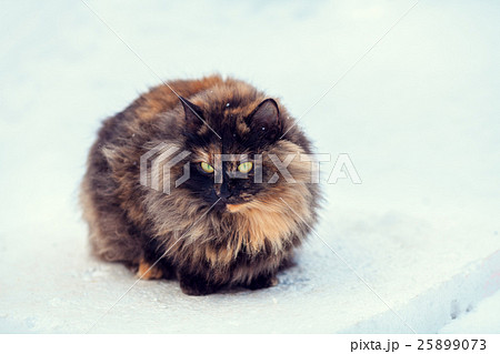 Tortoiseshell Siberian cat walking in snow 25899073