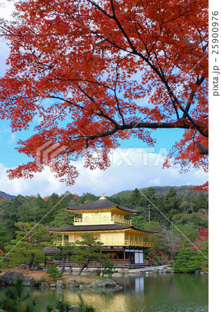 Golden Pavilian at Kinkakuji Temple with red maple 25900976
