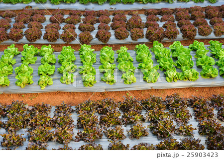 Rows of assorted vegetables Rows of assorted vegetables 25903423