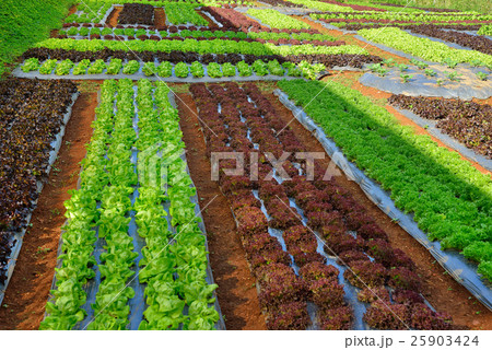 Rows of assorted vegetables Rows of assorted vegetables 25903424