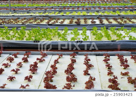 Rows of assorted vegetables Rows of assorted vegetables 25903425