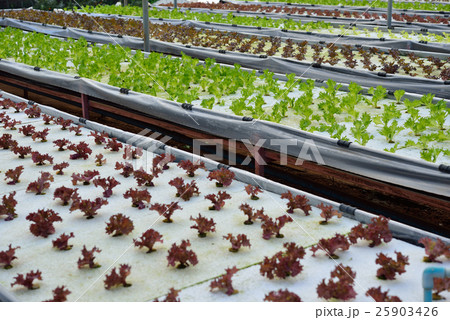 Rows of assorted vegetables  25903426
