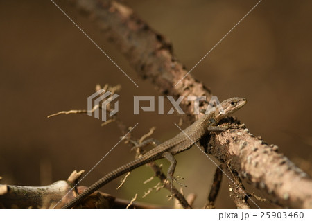 ニホンカナヘビ 日本金蛇 日本蛇舅母 Takydromus Tachydromoides の写真素材