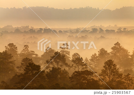Fog in forest at Thung Salang Luang National Park Fog in forest at Thung Salang Luang National Park 25903567